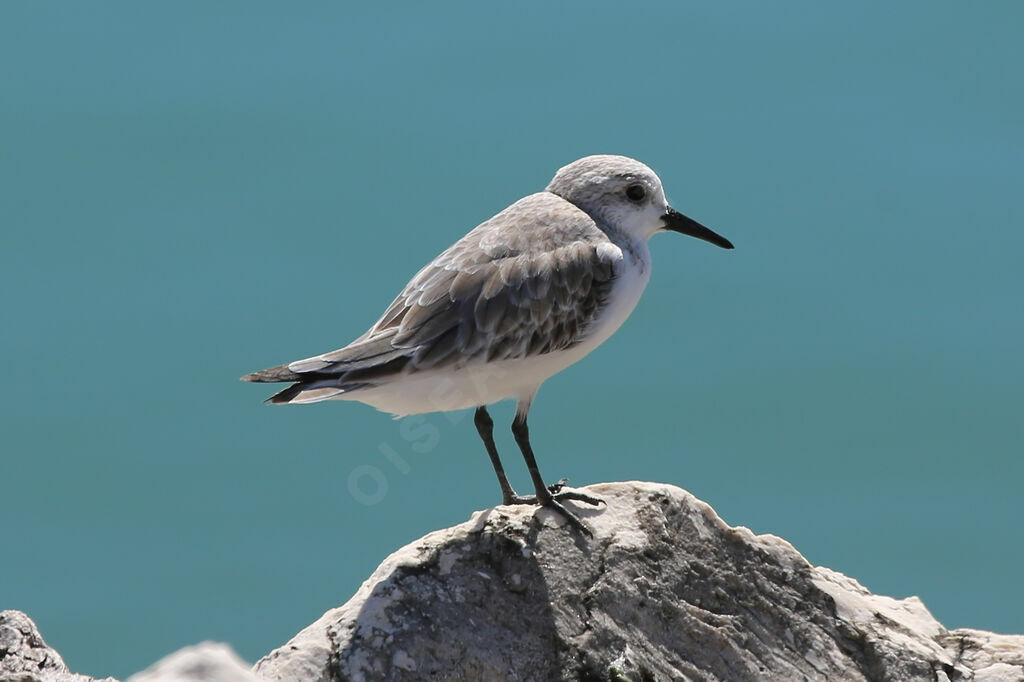 Bécasseau sanderling