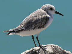 Sanderling