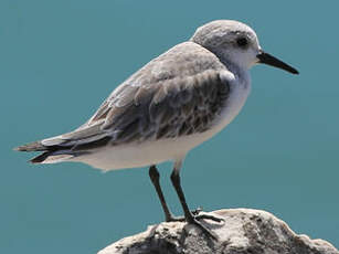 Bécasseau sanderling