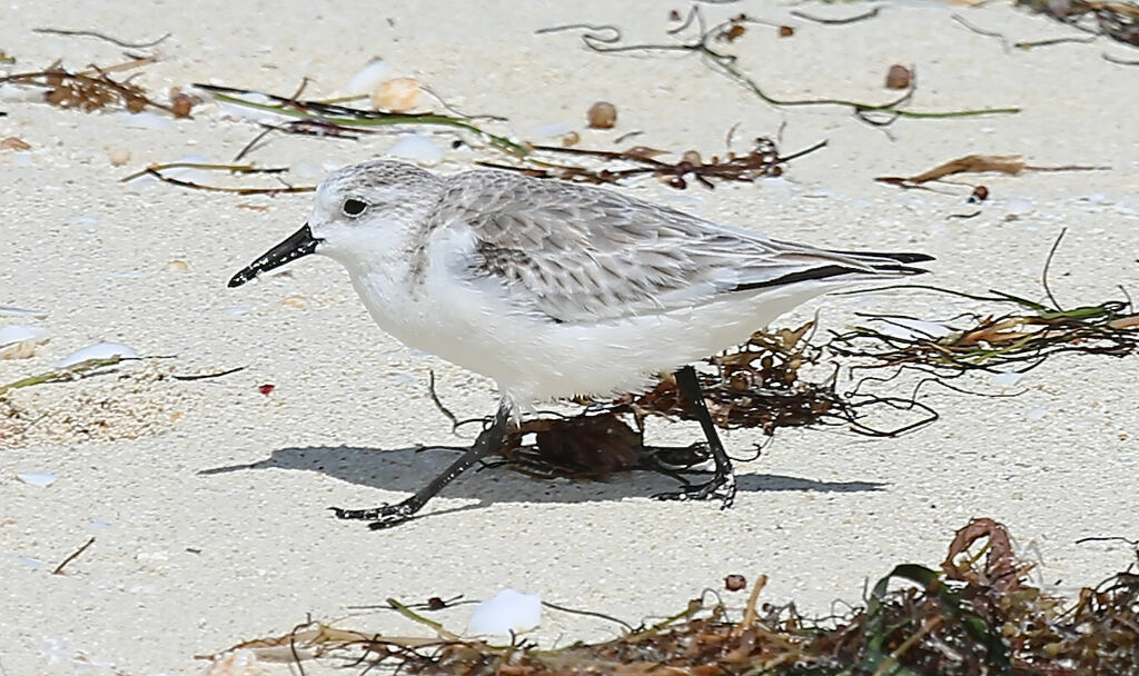 Bécasseau sanderling