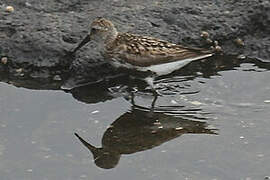 Dunlin