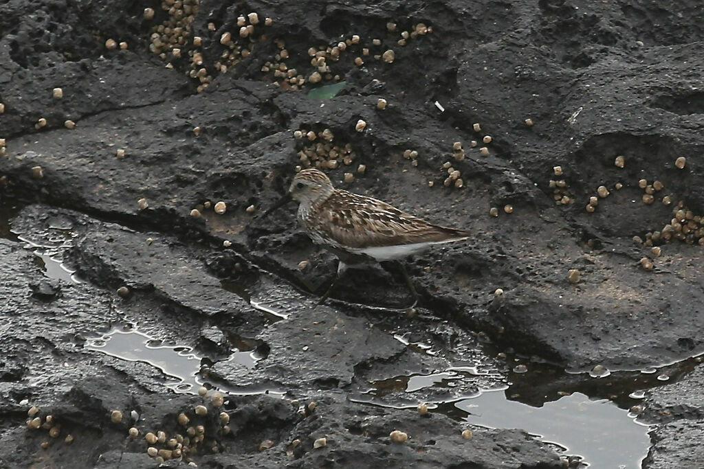 Dunlin