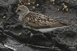 Dunlin