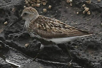 Bécasseau variable