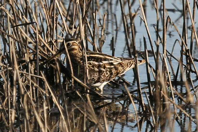 Common Snipe