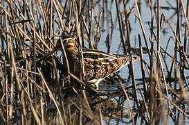 Common Snipe