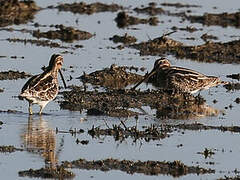 Common Snipe