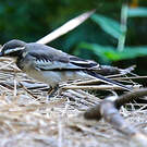 Bergeronnette à longue queue