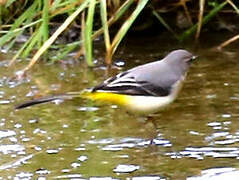 Grey Wagtail