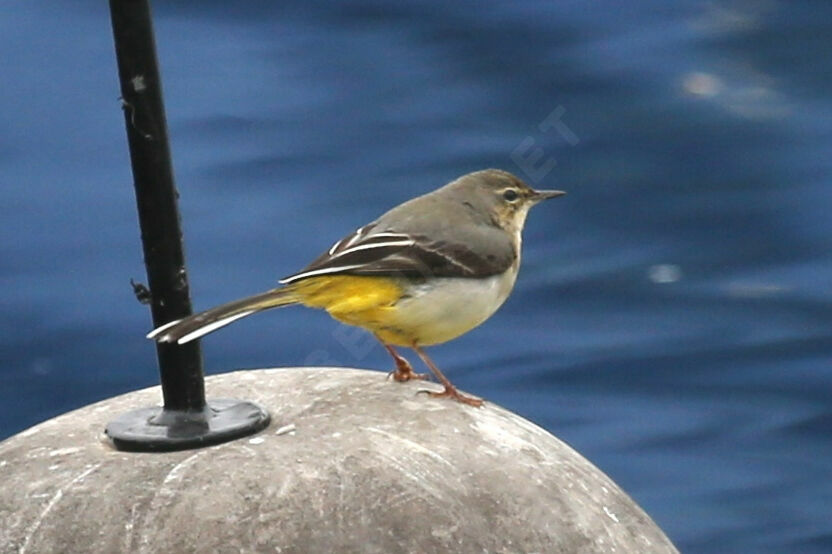 Grey Wagtail