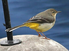 Grey Wagtail