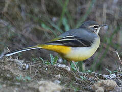 Grey Wagtail