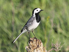 White Wagtail