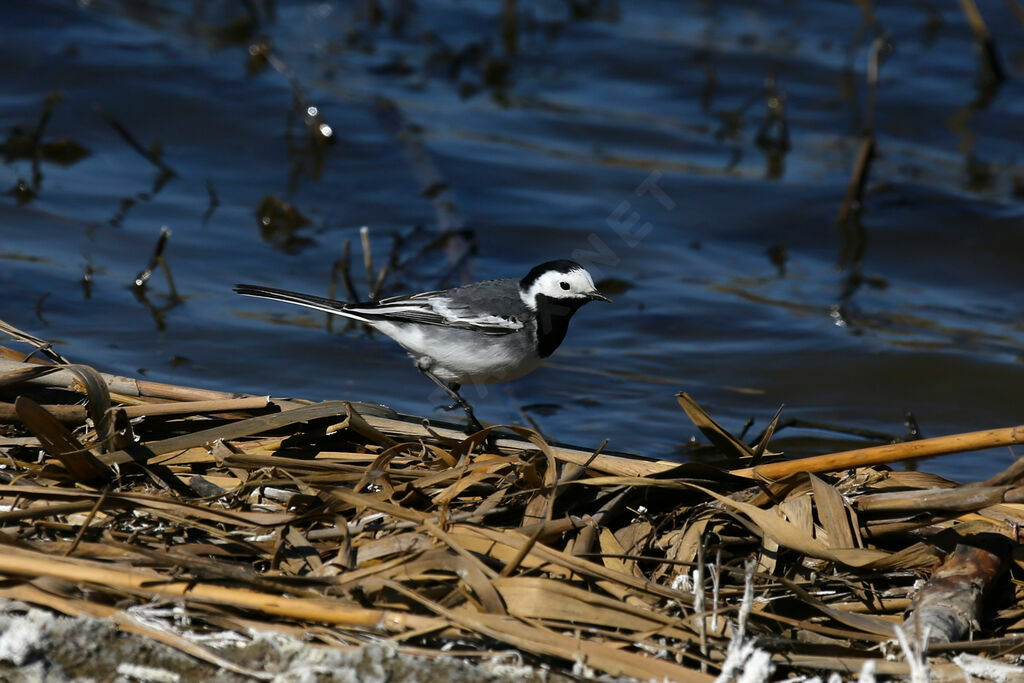 White Wagtail