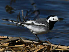 White Wagtail