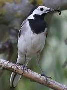 White Wagtail