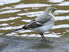 White Wagtail
