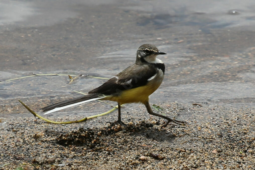 Bergeronnette malgache