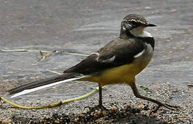 Madagascar Wagtail