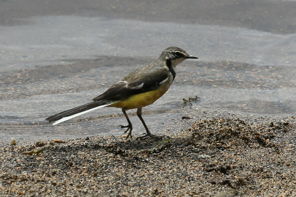 Madagascan Wagtail