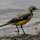 Bergeronnette malgache