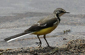 Madagascan Wagtail