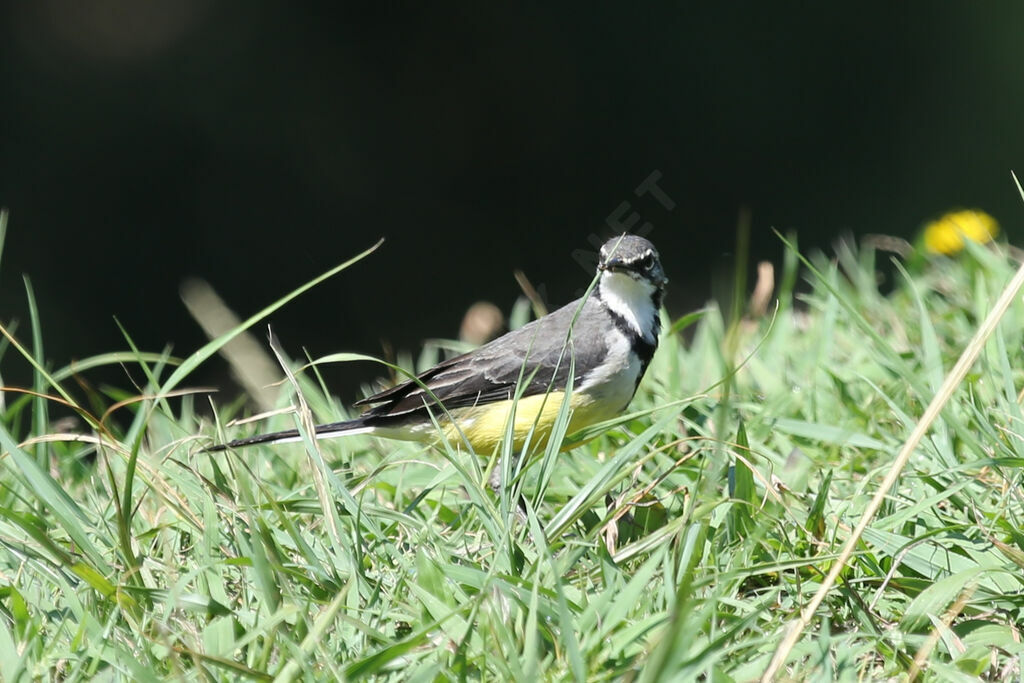 Madagascan Wagtail