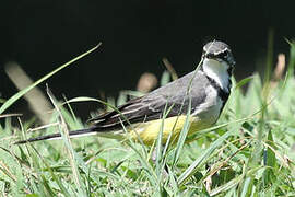 Madagascar Wagtail