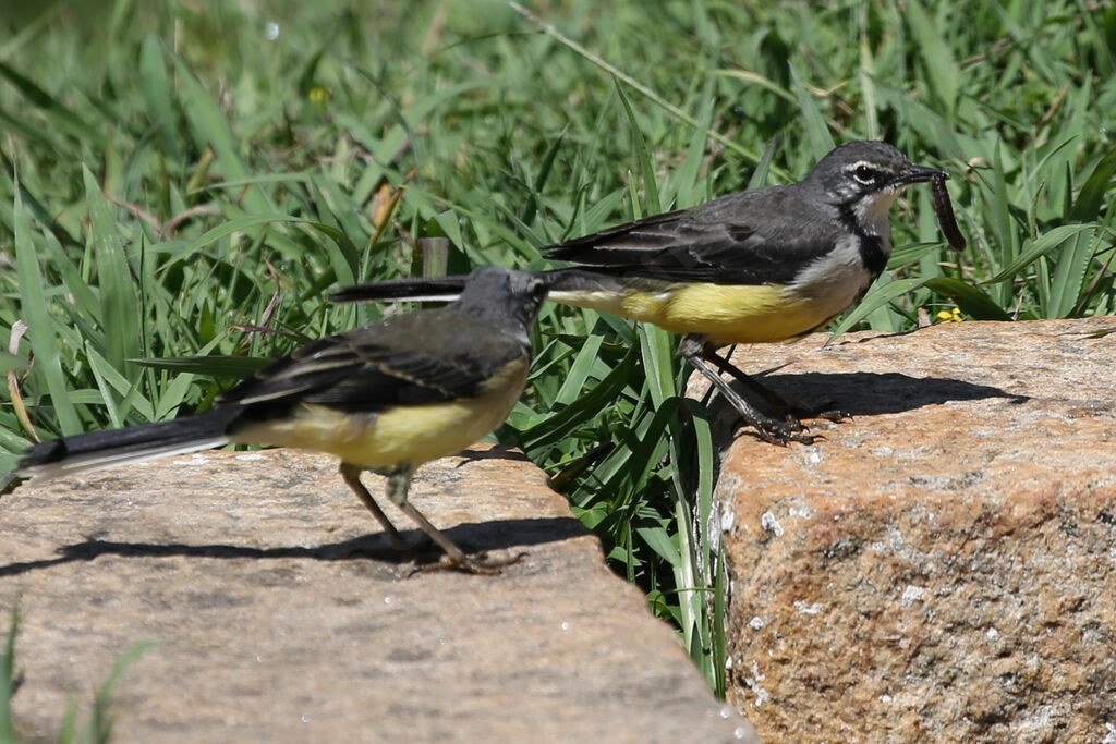 Madagascar Wagtail