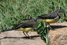 Madagascar Wagtail