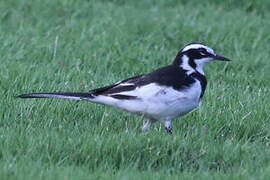 African Pied Wagtail