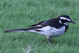 African Pied Wagtail