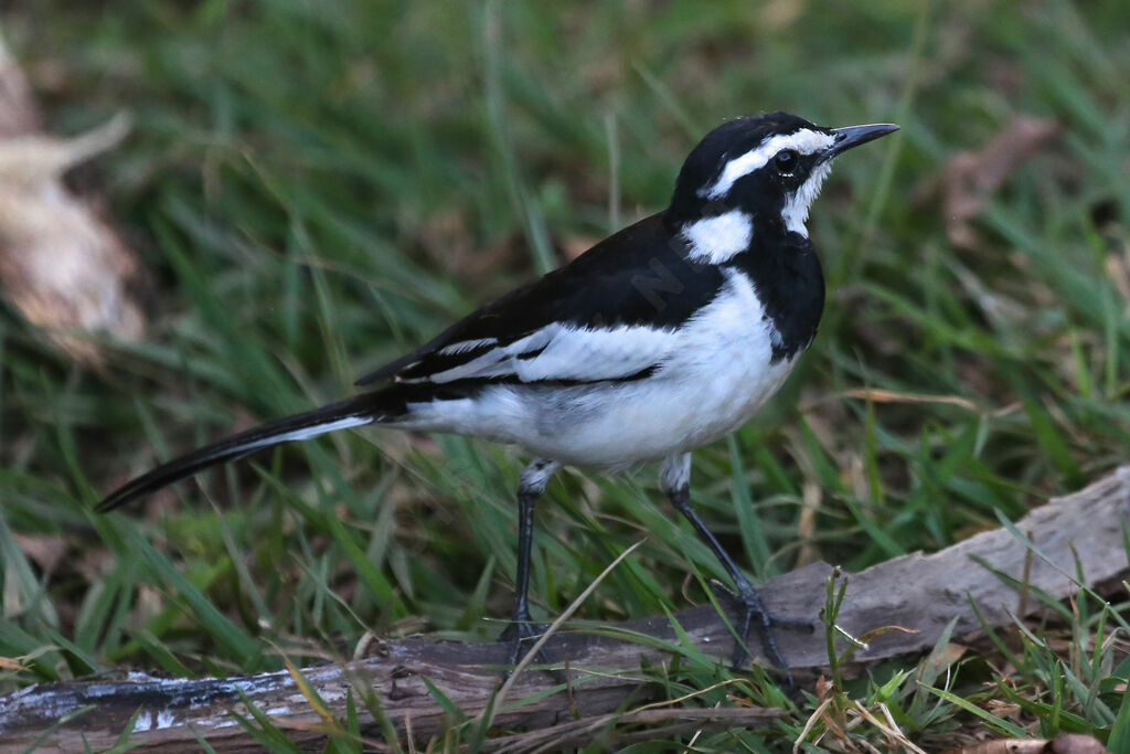 African Pied Wagtail