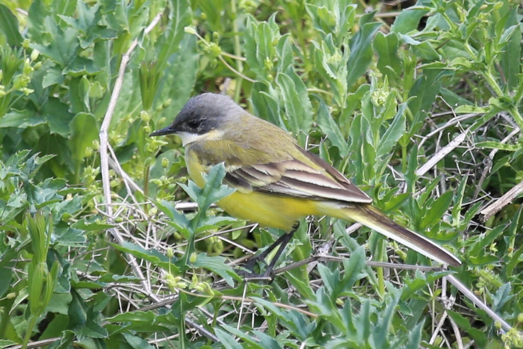 Western Yellow Wagtail