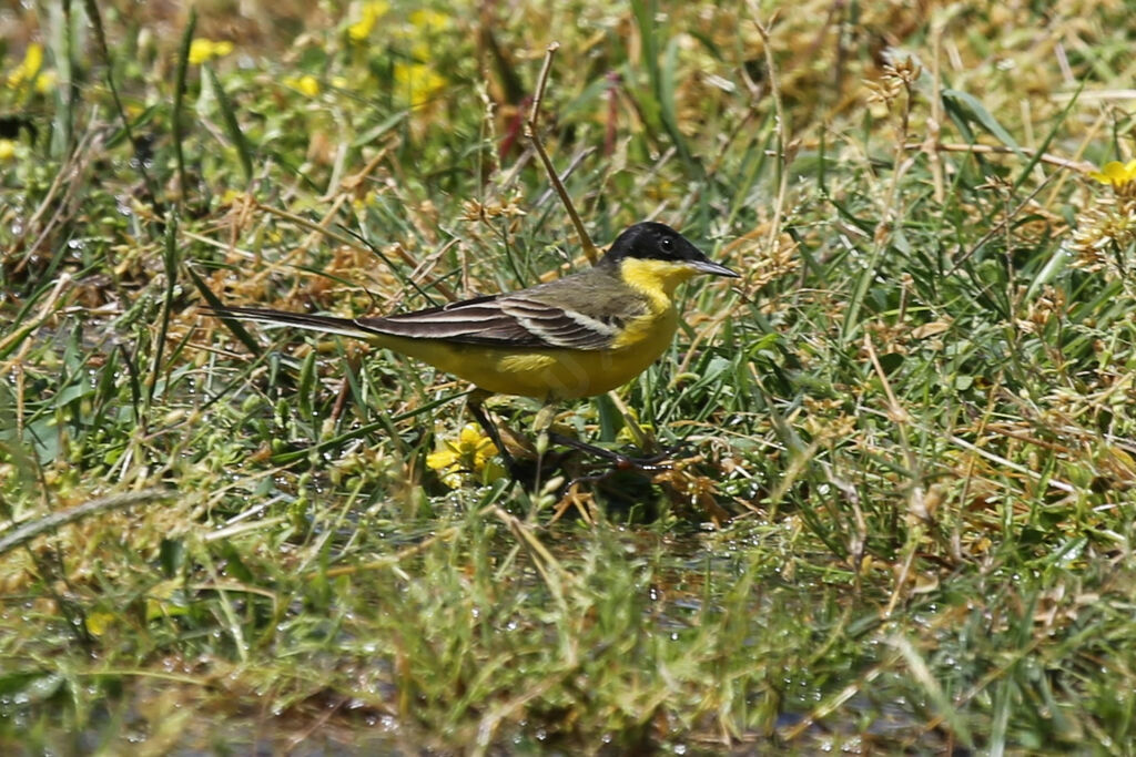 Western Yellow Wagtail