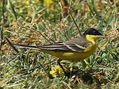 Western Yellow Wagtail