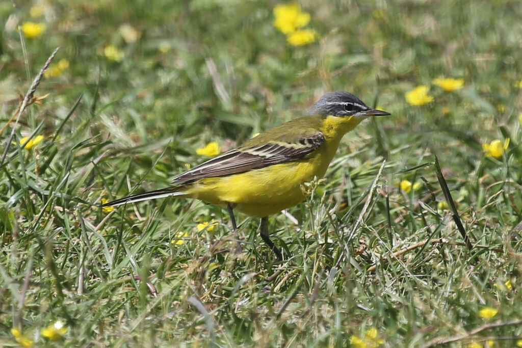 Western Yellow Wagtail