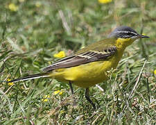 Western Yellow Wagtail