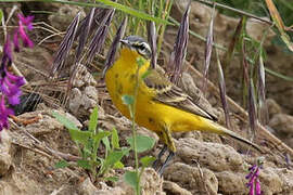 Western Yellow Wagtail