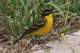 Western Yellow Wagtail