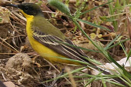 Western Yellow Wagtail