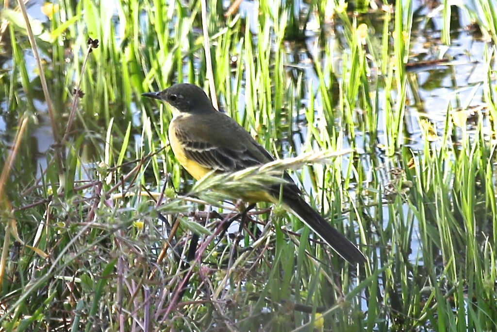 Western Yellow Wagtail