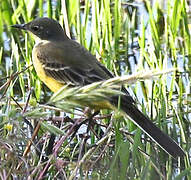 Western Yellow Wagtail