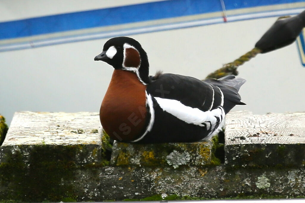 Red-breasted Goose