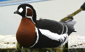 Red-breasted Goose