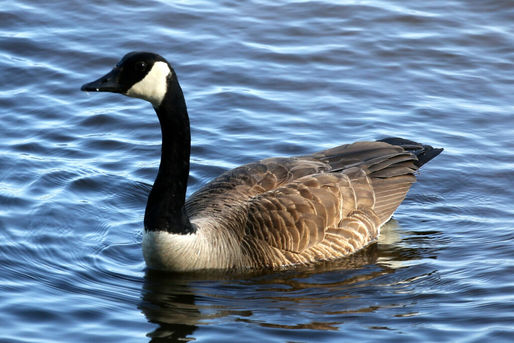 Canada Goose