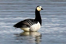 Barnacle Goose