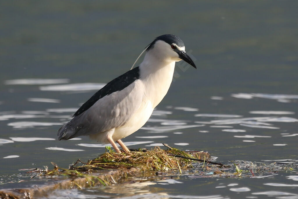 Black-crowned Night Heron