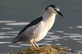 Black-crowned Night Heron