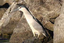 Black-crowned Night Heron